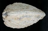 Crystal Filled Fossil Clam - Rucks Pit, FL #5535-4